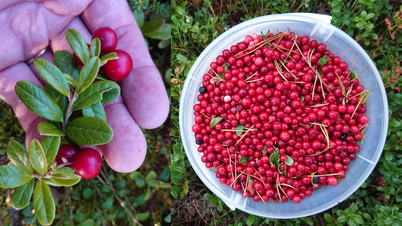 FINLAND: More Lingonberries Before the End of Fall.