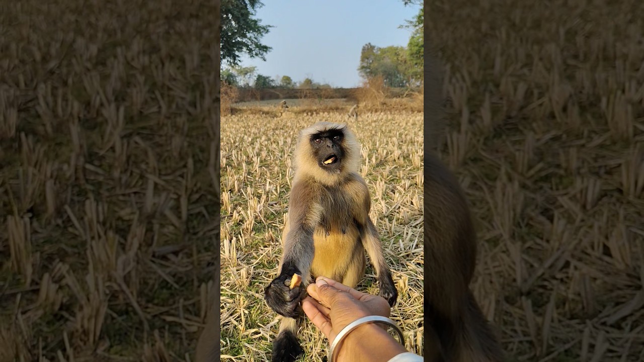 Feeding a Kind Monkey 🐒🍪