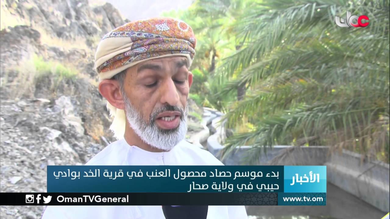 بدء موسم حصاد محصول العنب في قرية الخد بوادي حيبي في ولاية صحار