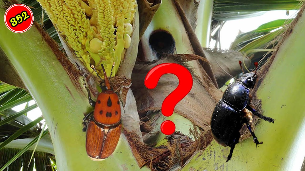 தென்னையில் பூச்சியா? நோயா? தடுப்பது எப்படி ?