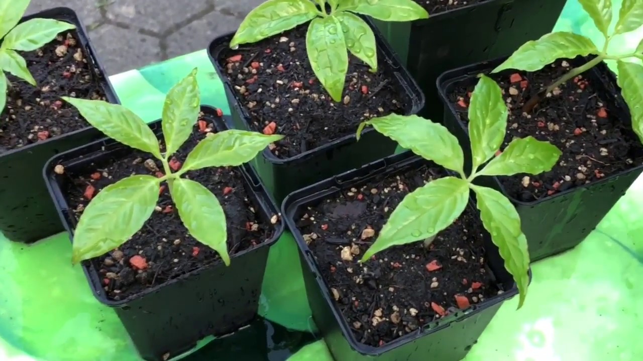 Amorphophallus Borneensis / Sämlinge werden umgetopft / Аморфофаллус борнеэнзис