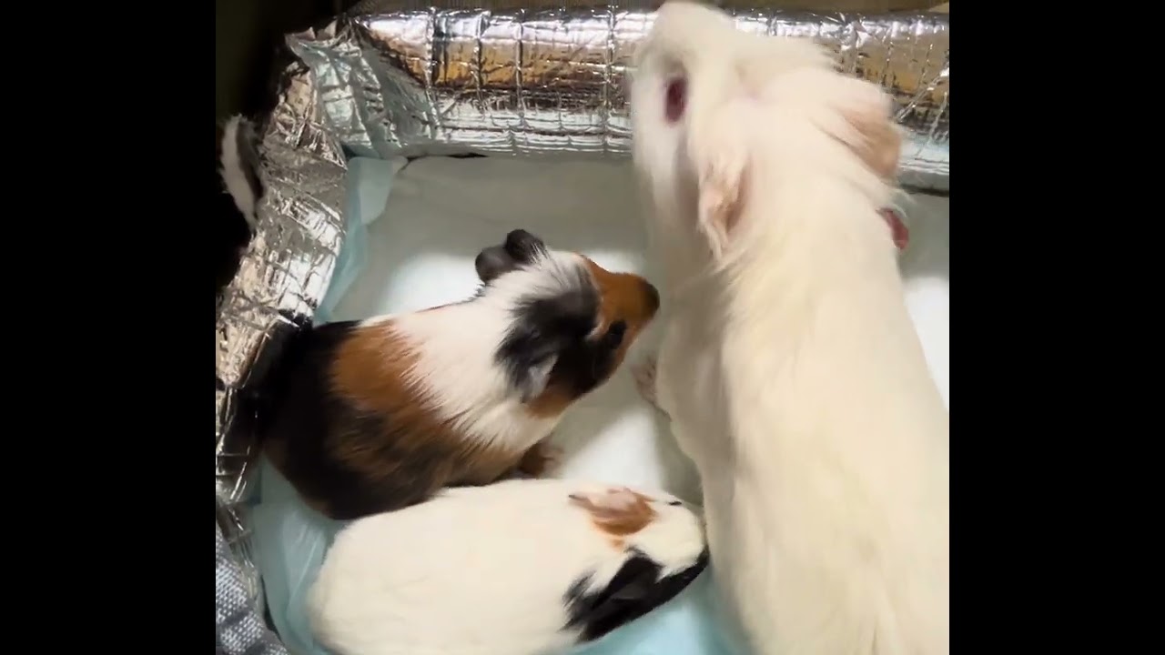 モルモット　ダーマと赤ちゃん達　2025/02頃（赤ちゃんシャンティーと赤ちゃんボーディー）①