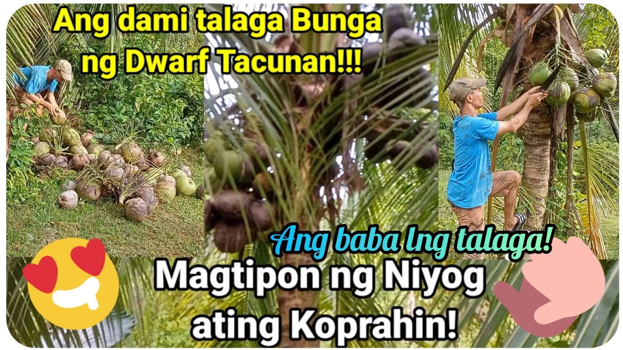 『Tacunan Dwarf Coconut ating tipunin para koprahin』〘Ang dami ng bunga talaga!〙