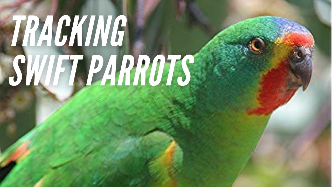 Swift Parrot Interview with Debbie Saunders