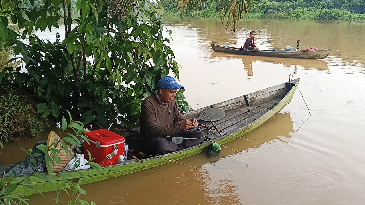 Dapat Tarikan keras Saat Memancing Udang Galah Monster Dihulu Sungai Yang Tenang
