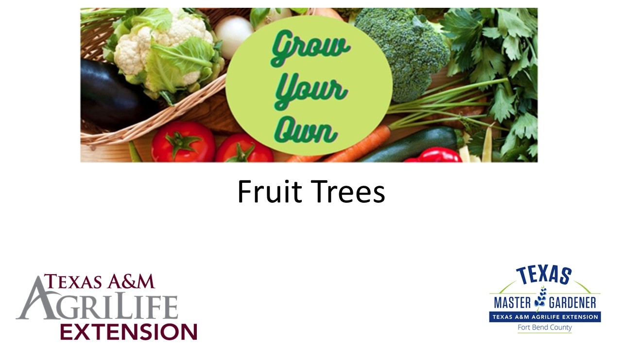 Fruit Trees (02.07.2026)