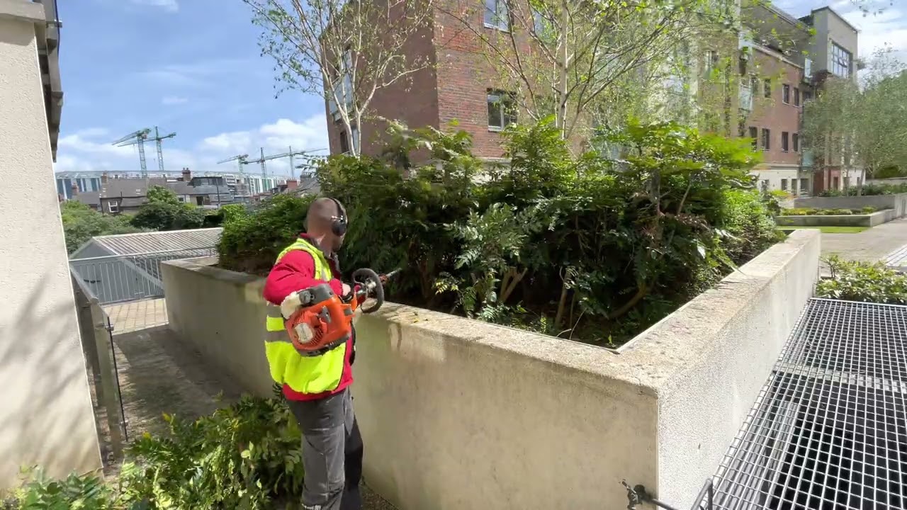Daily job! Cutting back Mahonia shrubs!!