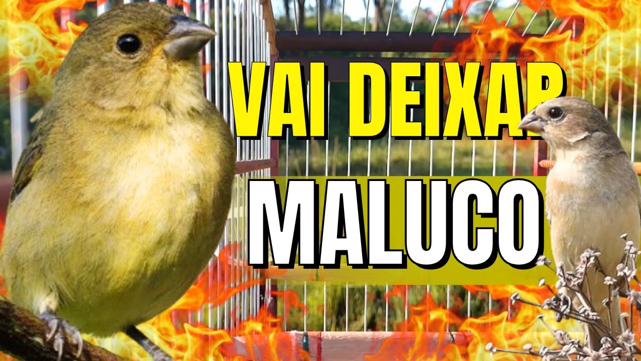 Piado de papa capim fêmea vai deixar seu papa capim cantando Muito QUENTE !