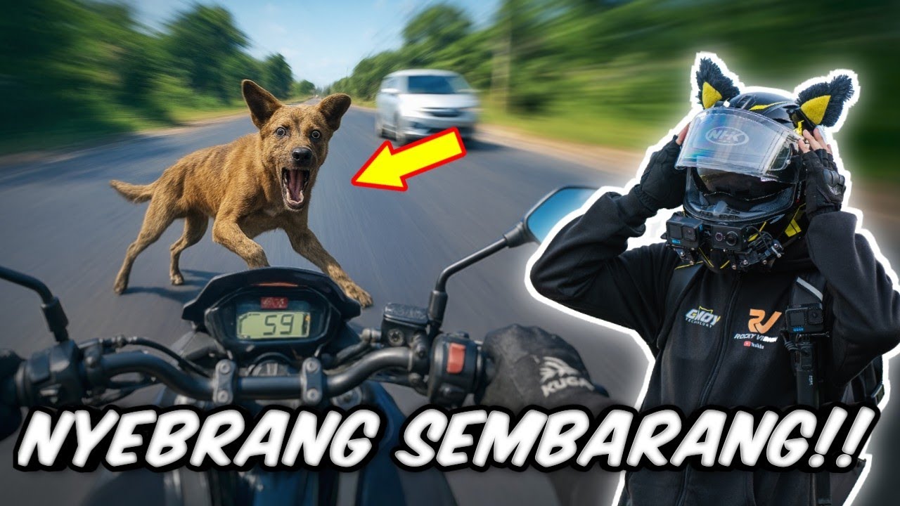 REFLEKS NGEREM!! Tiba-Tiba Ada Hewan Nyebrang di Depan Motor