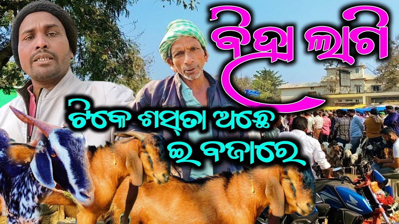 ବିହାଲାଗି ଉତ୍କେଲା ବଜାରେ || ଛେଳି ମେଣ୍ଢା ରେଟ୍ ଜାନ୍ ମା || ଉତ୍କେଲା ବଜାର କଳାହାଣ୍ଡି @Bazarvloger
