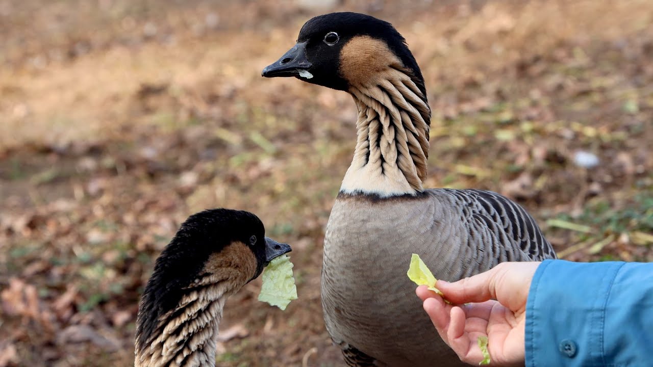 Keeper Talk - Hawaiian Geese
