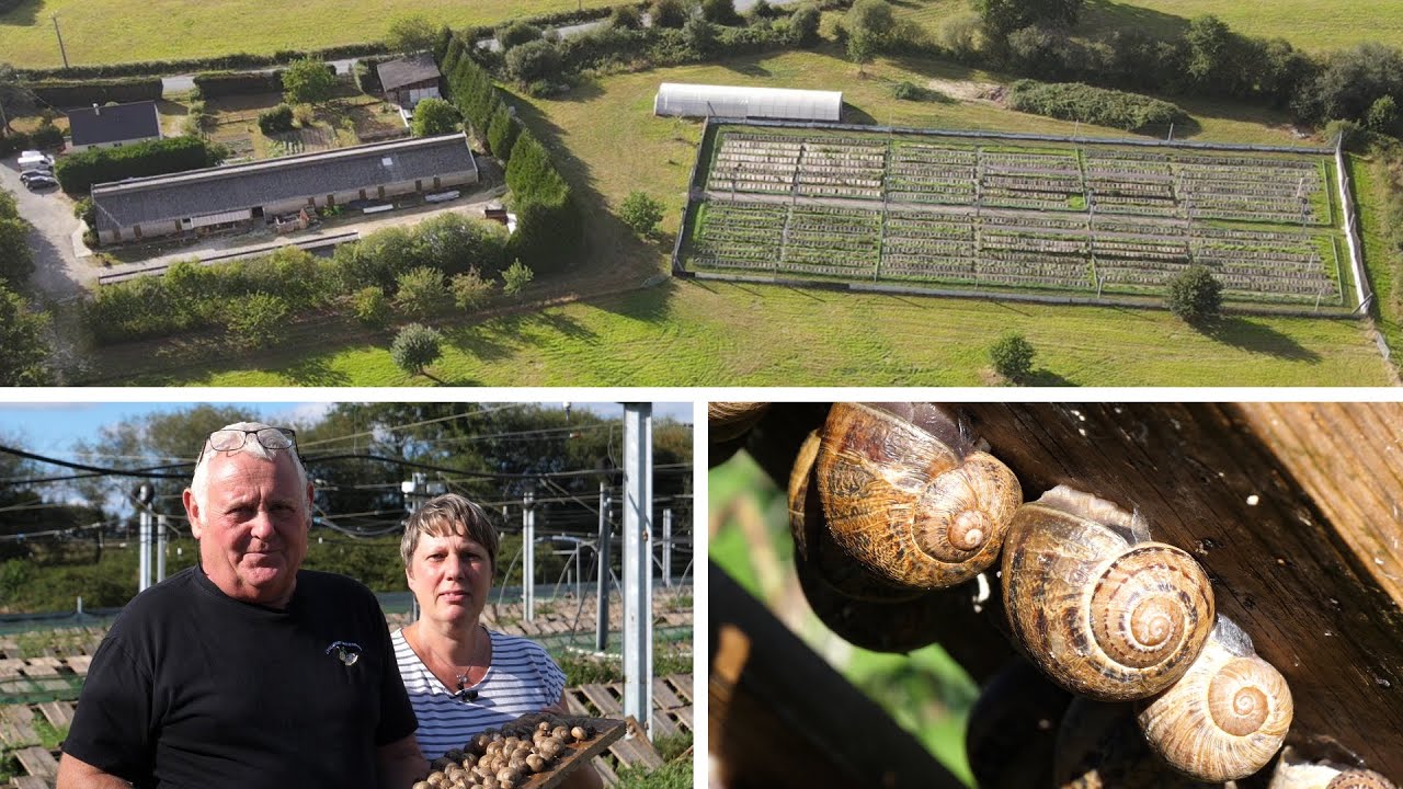 🐌 1 200 000 escargots | Exploitation &agrave; reprendre en Mayenne