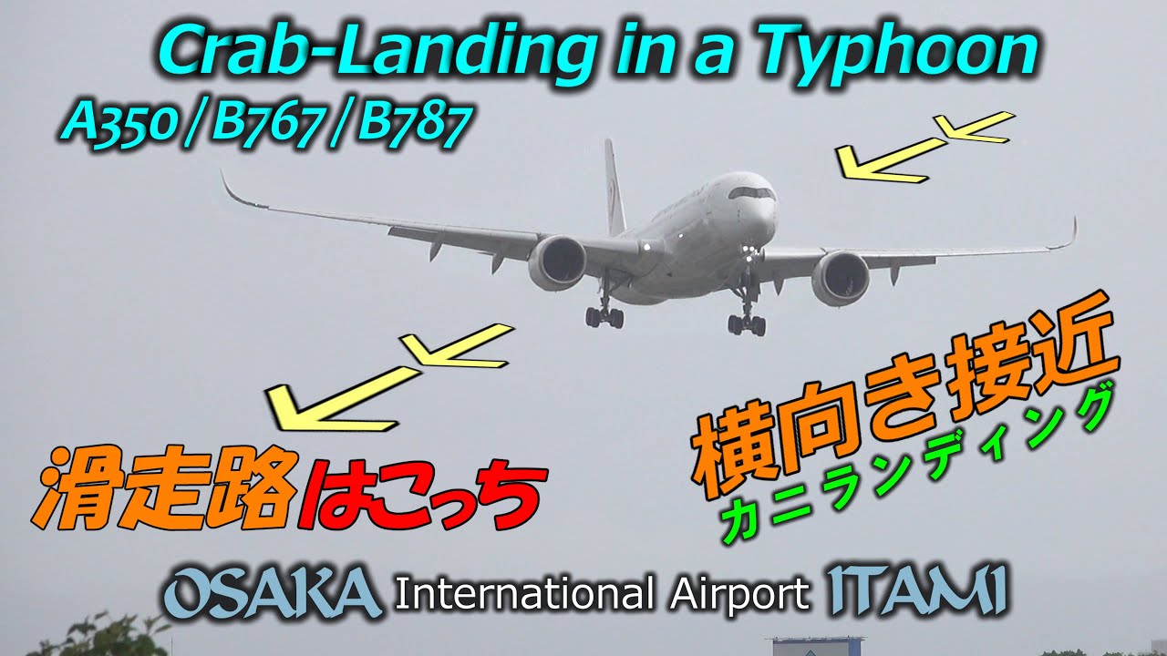 4K 伊丹空港 台風9号強風 華麗にクラブランディングで攻める横風着陸 A350 B767 B787｜Osaka Intn' Airport (ITAMI) Typhoon No9 Crosswind
