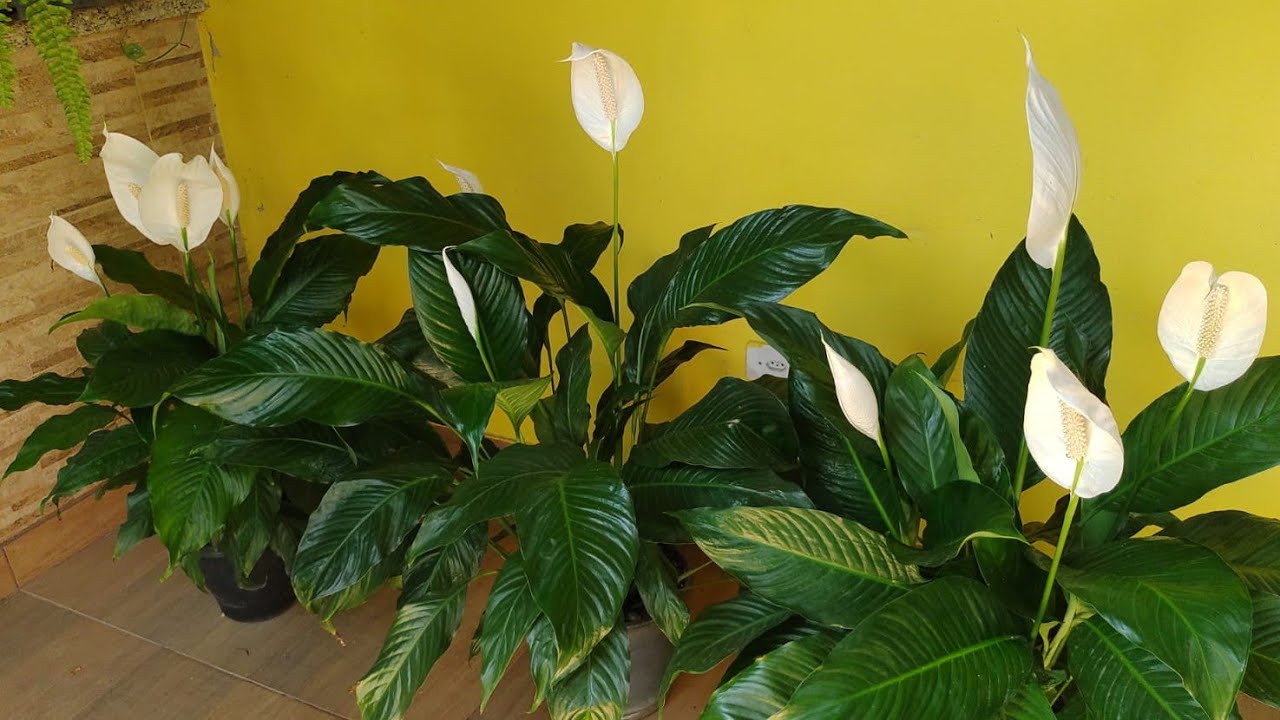 Bora fazer o LIRIO de PAZ ficar CHEIO de FLORES/ assista para ter TODAS as DICAS