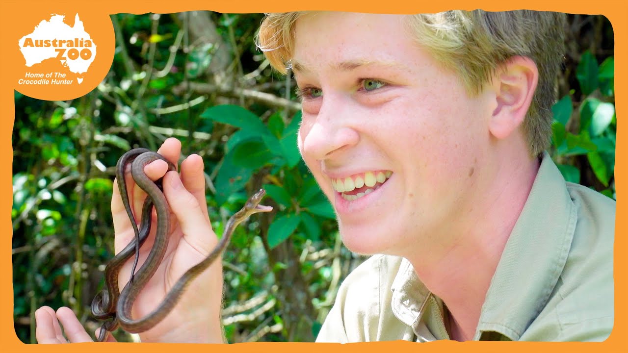 Robert Irwin releases baby snakes | Irwin Family Adventures
