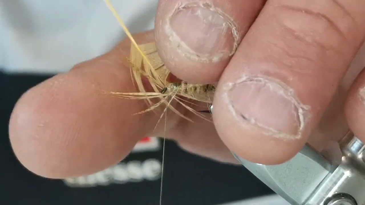 La mouche de mai