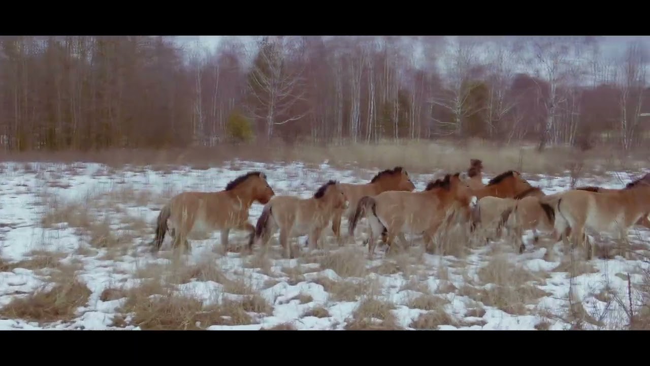 Czarnobyl - Koń Przewalskiego feat @Napromieniowani & @BNTvideo