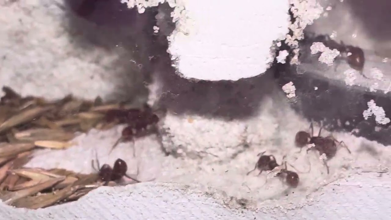 THA Pogo Occidentalis Colony Update