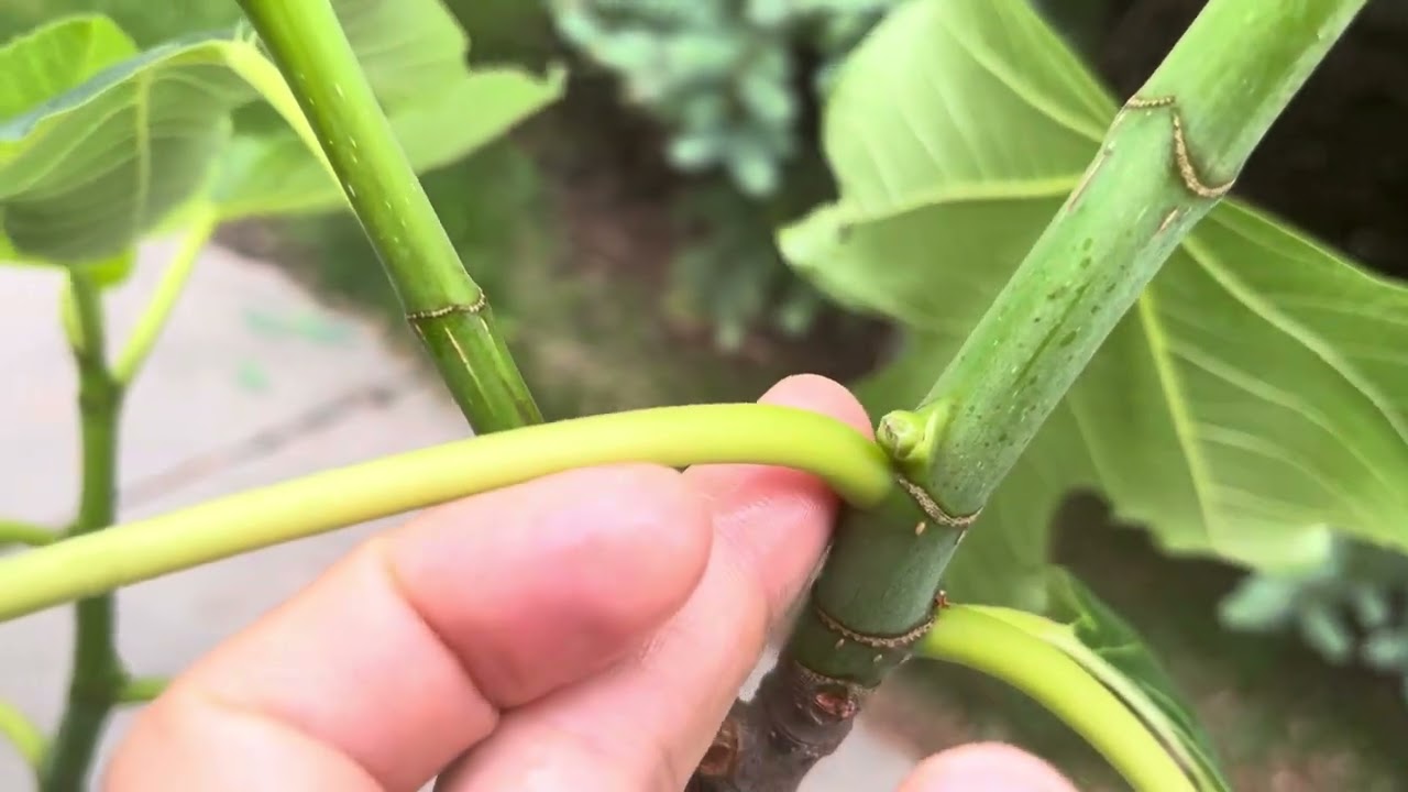 Fig trees May 4 2024.  Main crop fruit set!