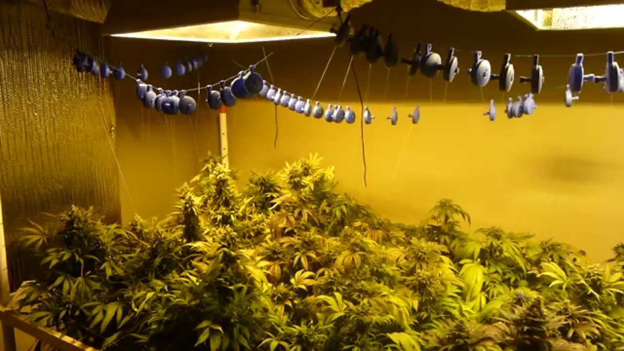 Cherry Kush Soil Grow FFOF