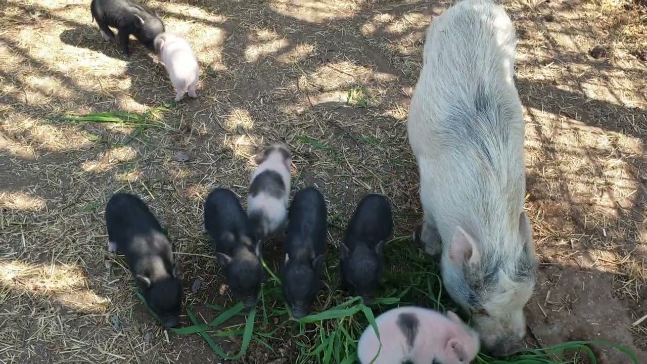 Maialini nani con la mamma 🐽❤