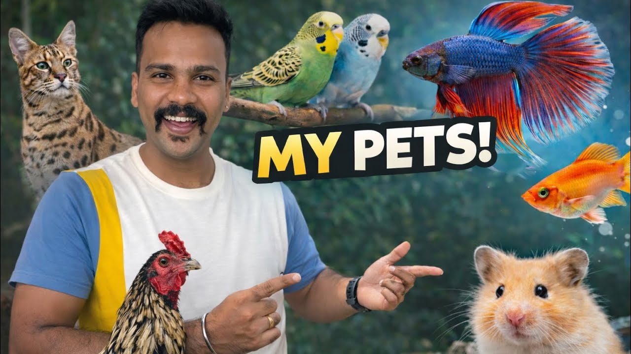 My Pets Collection 🐠🐦🐹 | All My Animals in One Video