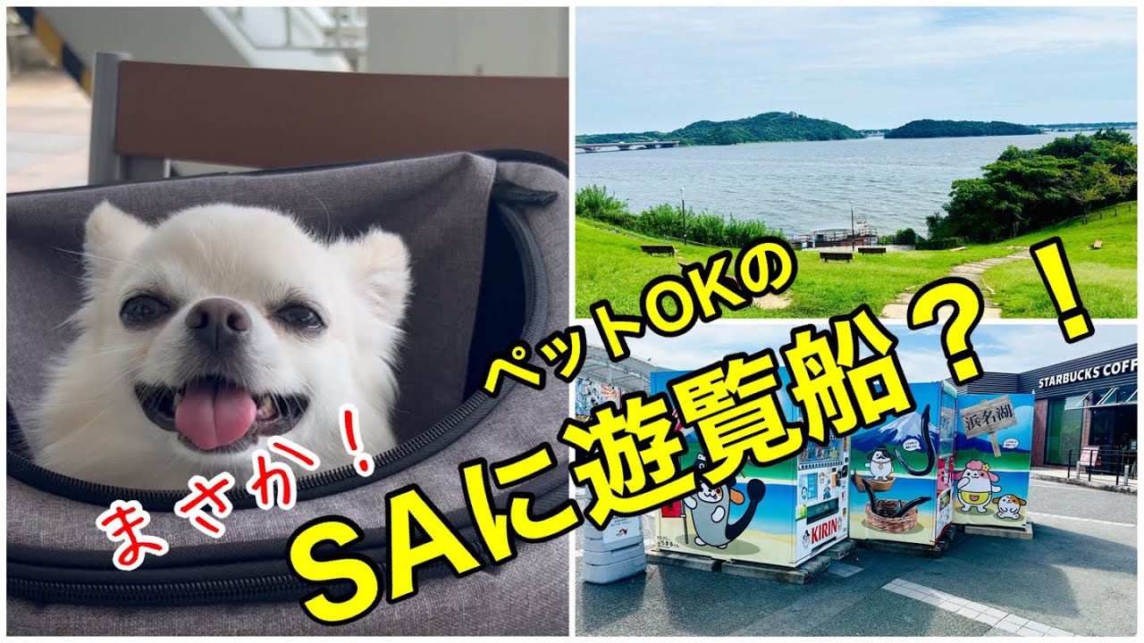 【チワワとお出かけ】公園のような浜名湖サービスエリアにワクワク！