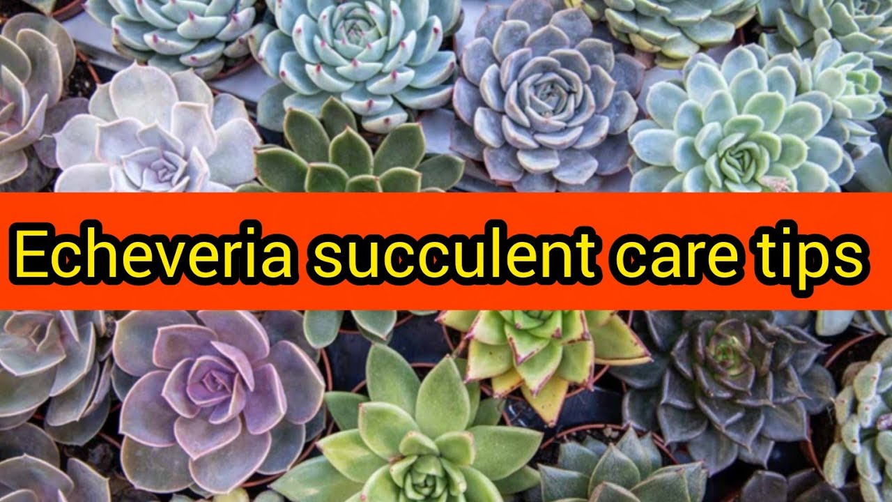🧿Echeveria succulent : care tips #succulentsplants #echeveria