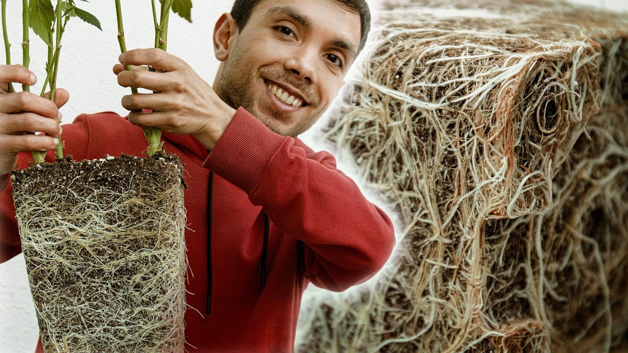 &iquest;C&oacute;mo hacer Trasplantes al cultivar Marihuana?
