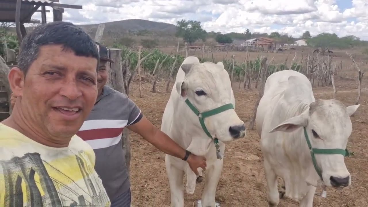 VANIO DA FEIRA DAS GALINHAS REGISTRADO AS NOVIDADES NA CHÁCARA DO VALTINHO #NORDESTE CRIATORO 