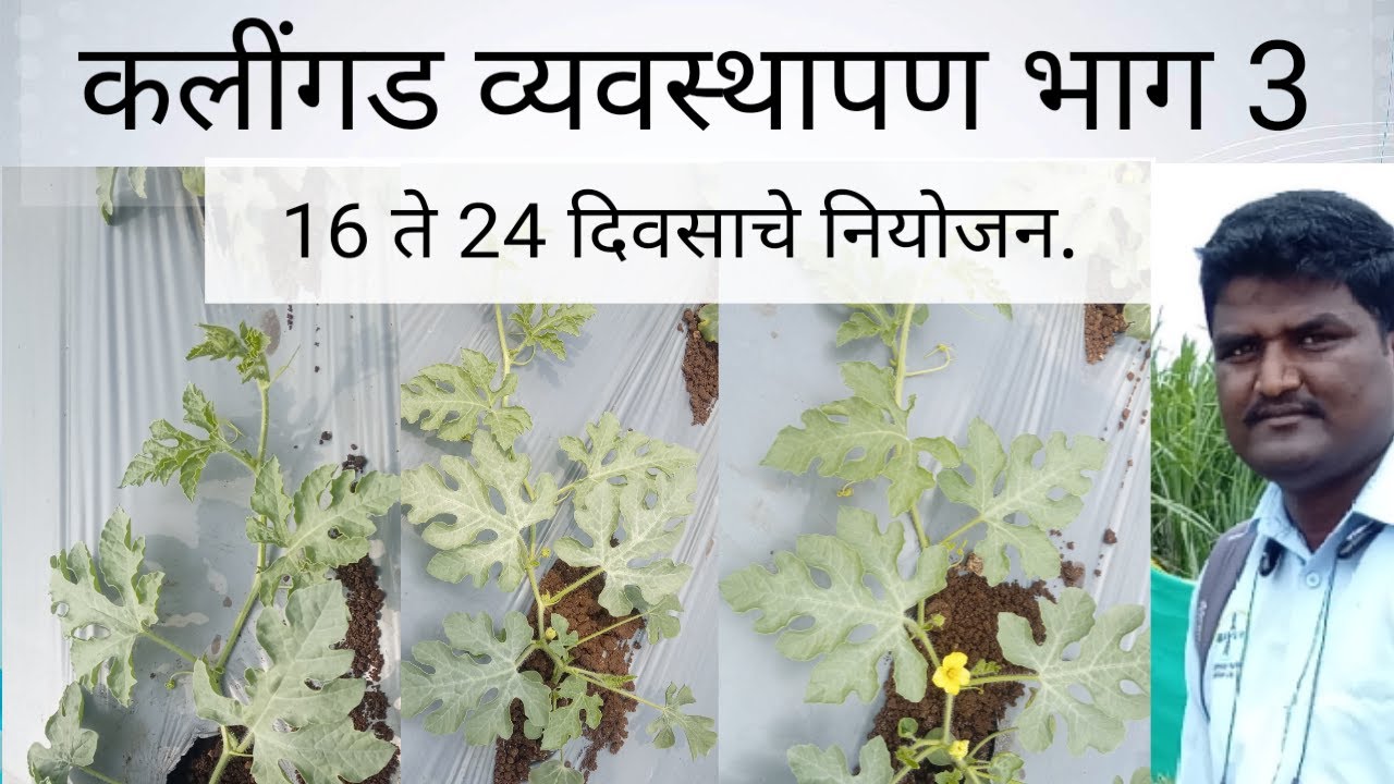 🍉🍉 कलींगड व्यवस्थापण भाग - 3  (16 ते 24 दिवसाचे नियोजन) | Watermelon Management Part -3