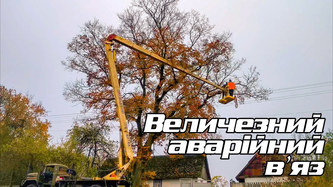 В'яз з вишки