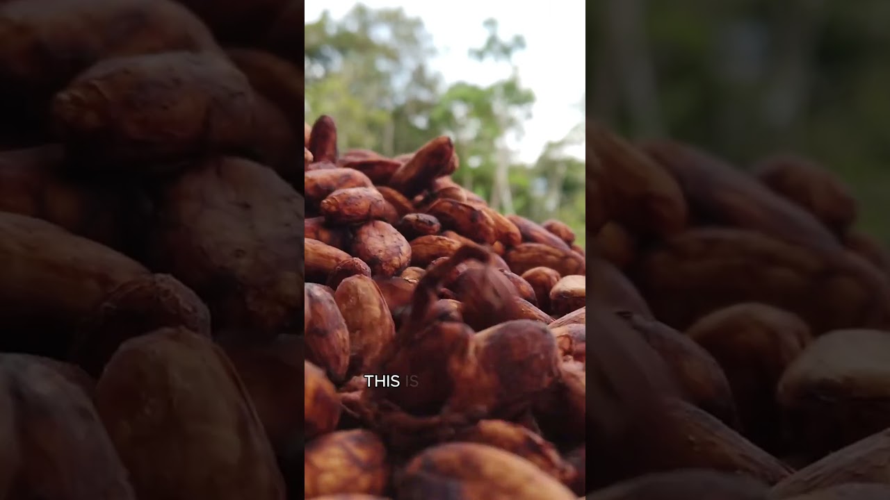 How Chocolate is Actually Made 🍫