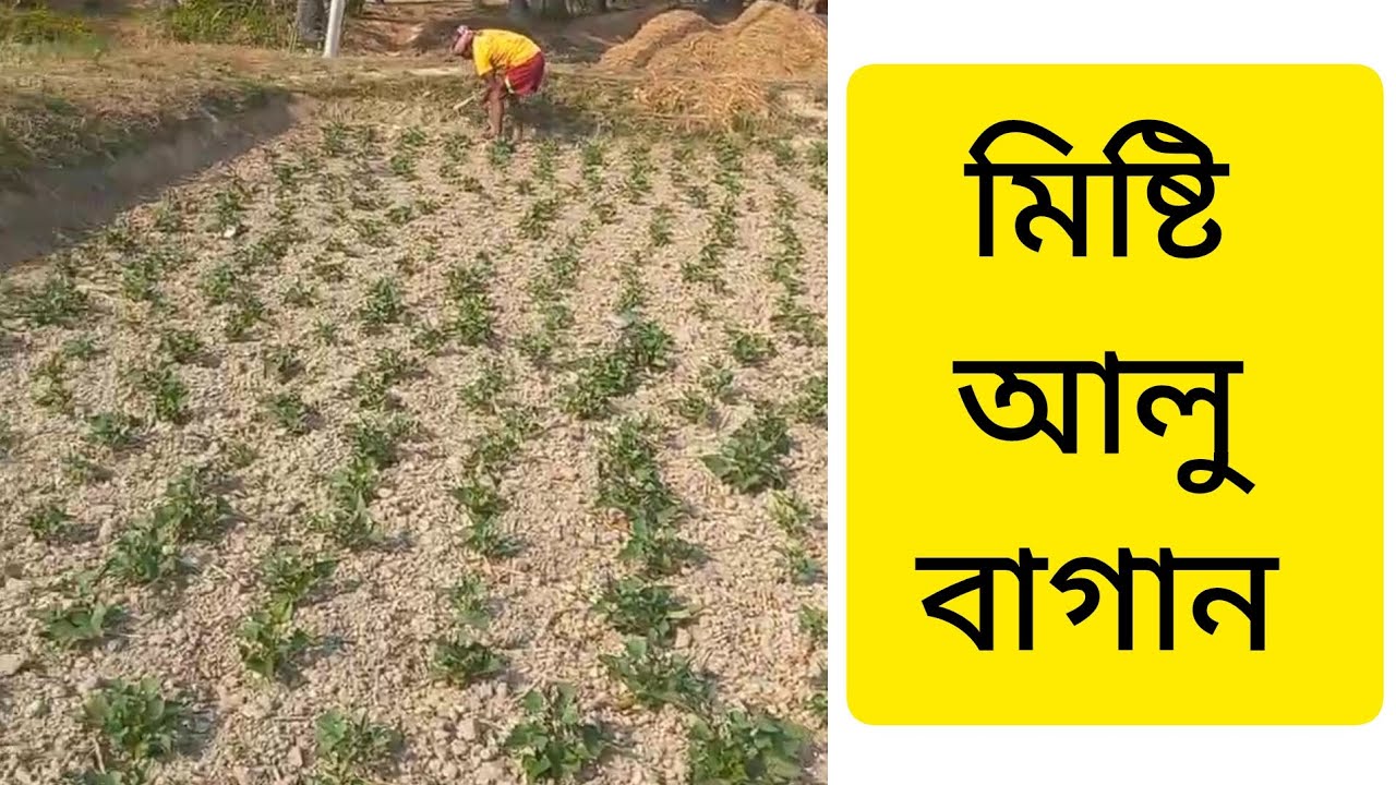 ।।বন্ধুরা দেখুন মিষ্টি আলু চাষ।।😍😍😍 #youtube#trending#farming#gardaning#love#youtuber 