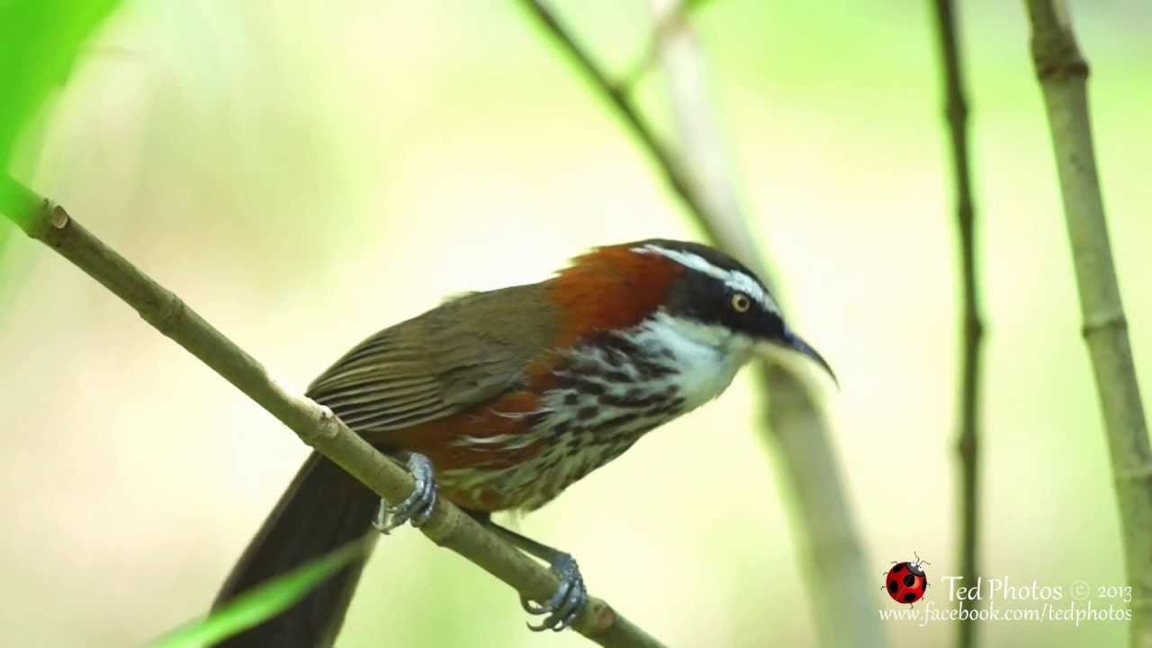 愛唱歌的小彎嘴畫眉