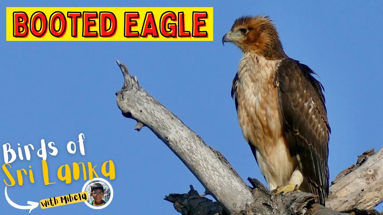 BOOTED EAGLE | Birds of Sri Lanka with Mihela | BOOTED HAWK-EAGLE |  Sound, Call