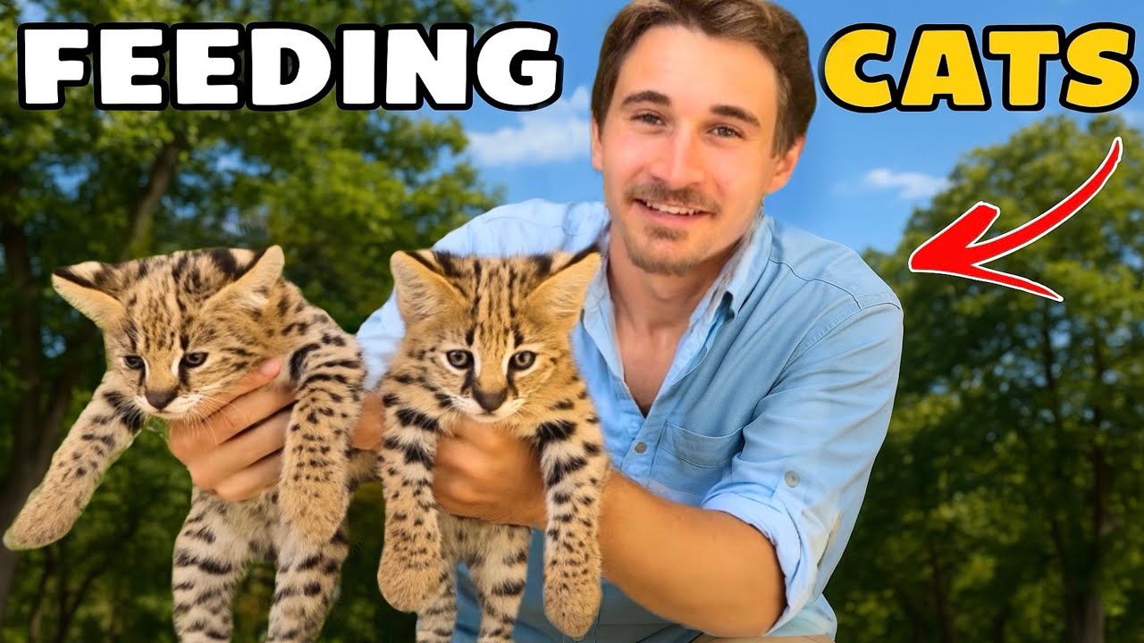 FEEDING THE NEW BABY WILDCATS !