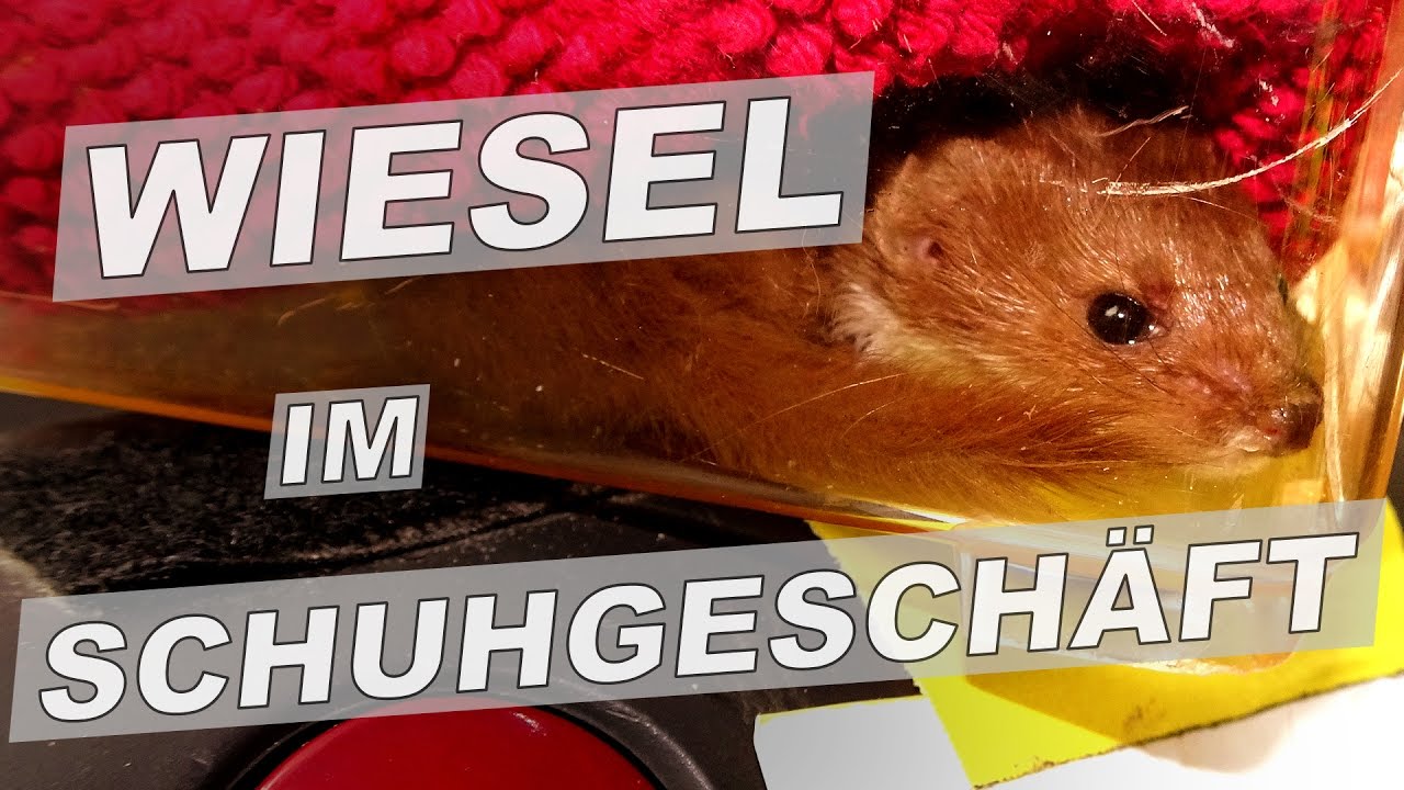Mauswiesel im Schuhgeschäft - Tiernotruf #59