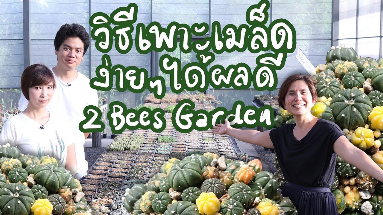 วิธีเพาะเมล็ดแคคตัสและไม้อวบน้ำ ของ 2Bees Garden ง่ายๆ ได้ผลดีด้วย | Cactus Journey EP.9