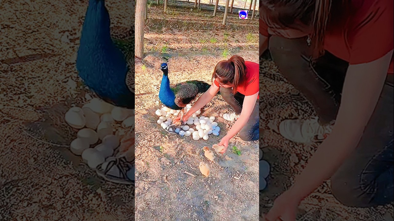 🦚The Great Mor Wala Video | Peafowl bird video | Peacock Video | Peacock channel
