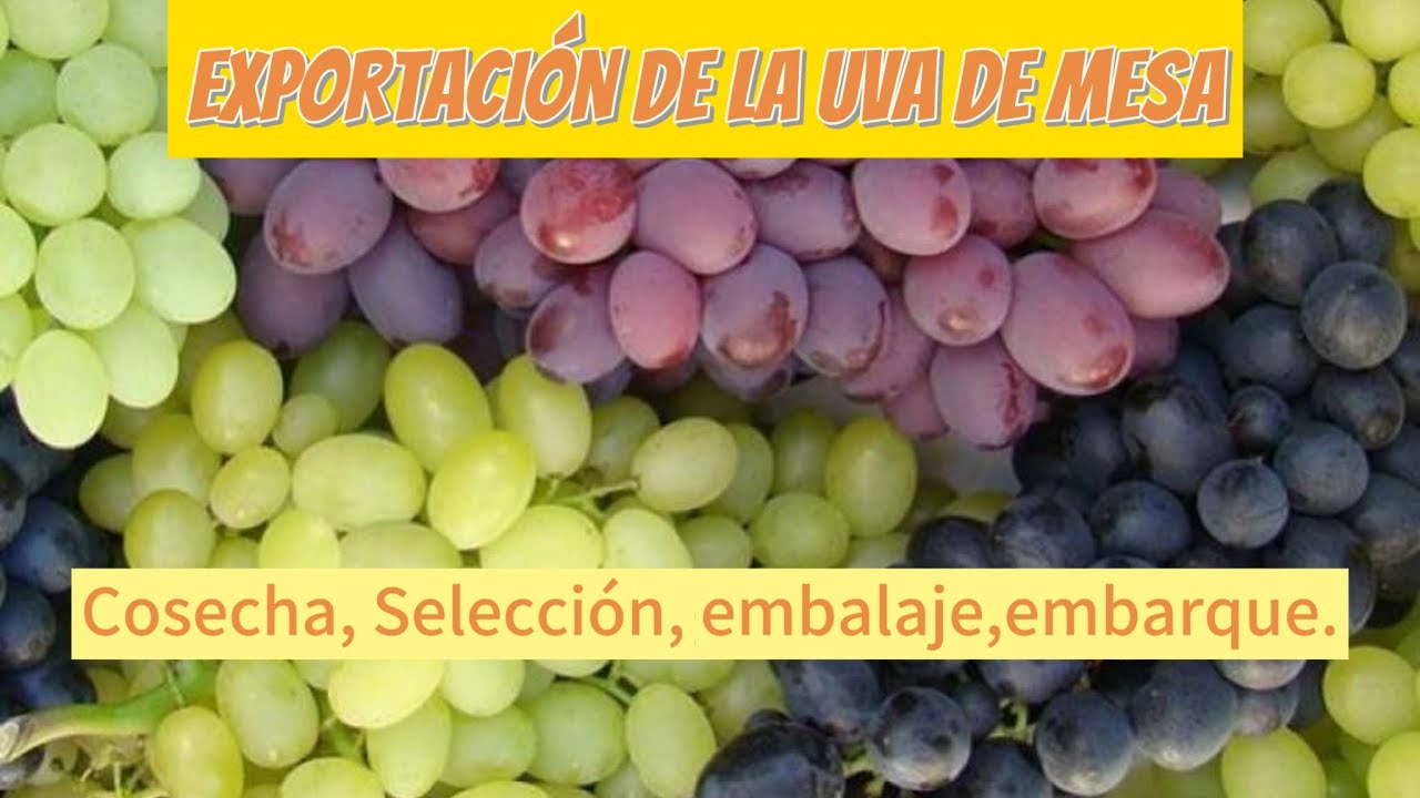 PROCESO DE EXPORTACI&Oacute;N DE LA 