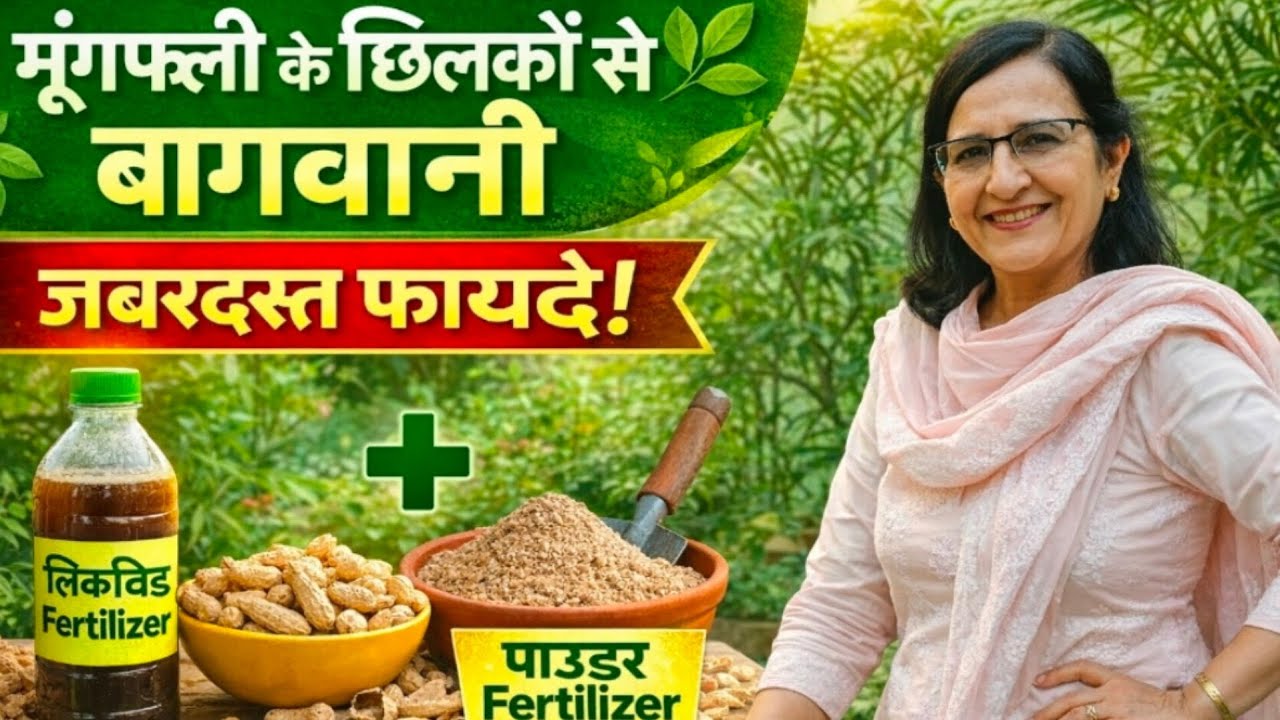 बागवानी में मूंगफली के छिलकों के चार जबरदस्त प्रयोग इस वीडियो में देखिए।