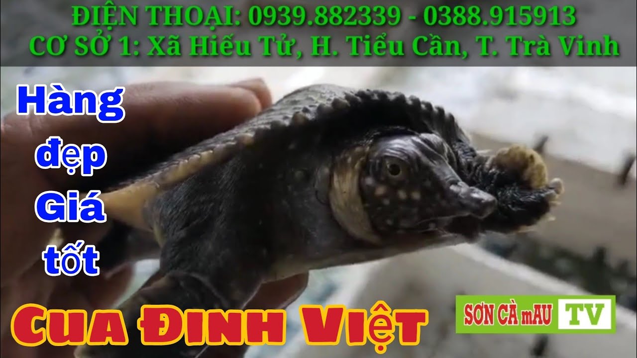CUA ĐINH VIỆT LOẠI 2KG LÀM CON GIỐNG TẠI NÔNG TRẠI || SƠN CÀ mAU