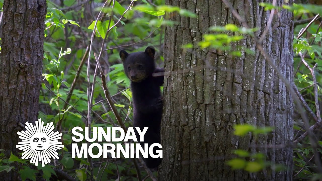 Nature: Bear with cubs