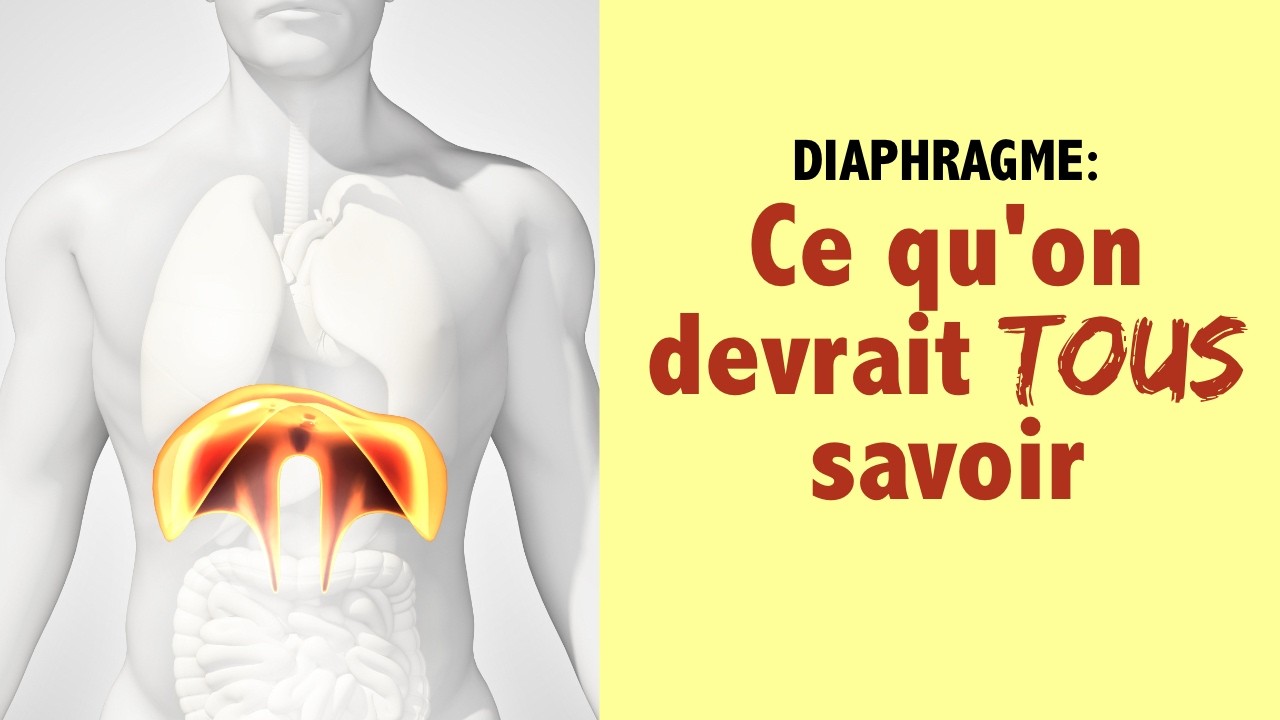 RESPIRATION: ce qu’on devrait tous savoir sur le diaphragme !