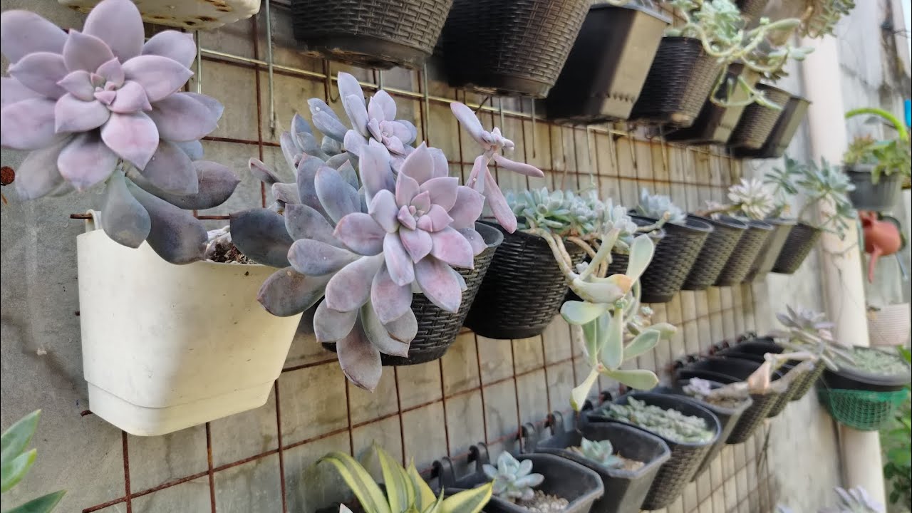 UPDATE SA MGA NA CUT KUNG SUCCULENT 1/21/26
