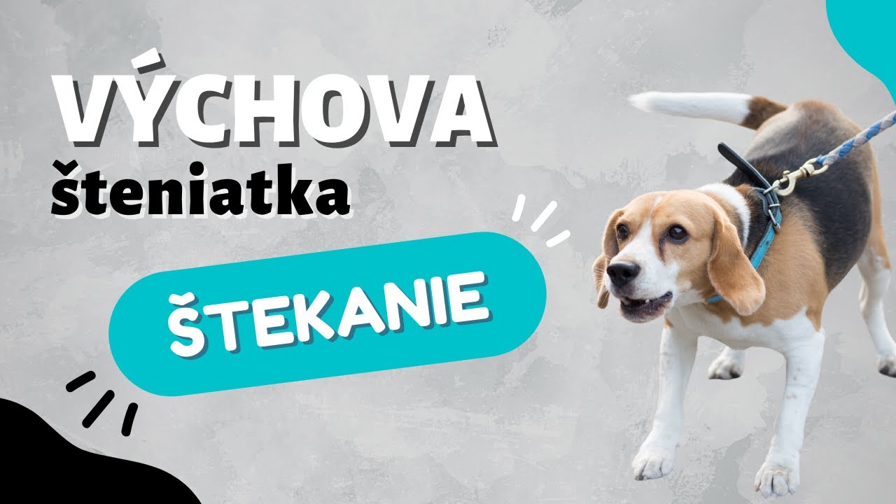 Ako naučiť psa nereagovať štekaním | CANISLOG Slovakia