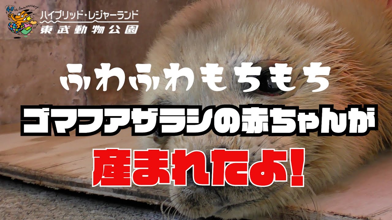 Vol１　もふもふ ふわふわ　ゴマフアザラシの赤ちゃんが産まれたよ 　　Lv1