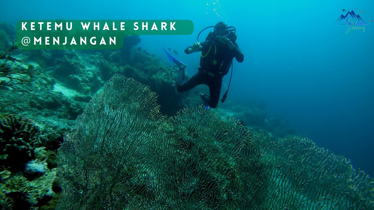 Pertama Diving di Menjangan Langsung Ketemu Whale Shark