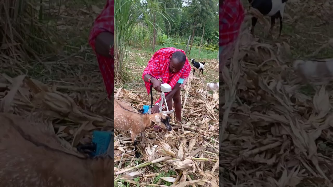 🔥 Laser Marking Farm Goats! Hilarious Animal ID Tagging on Horns! 😂🐐 🔥